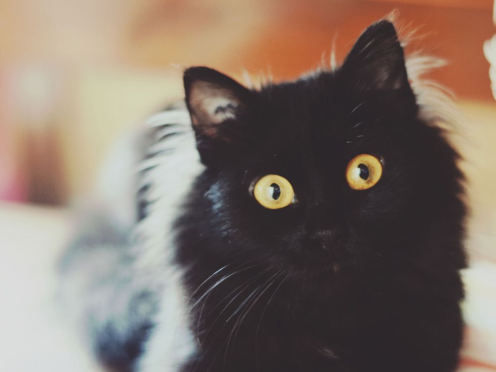 Schwarze Und Weiße Katze Auf Braunem Holztisch. Wallpaper in 2048x1536 Resolution