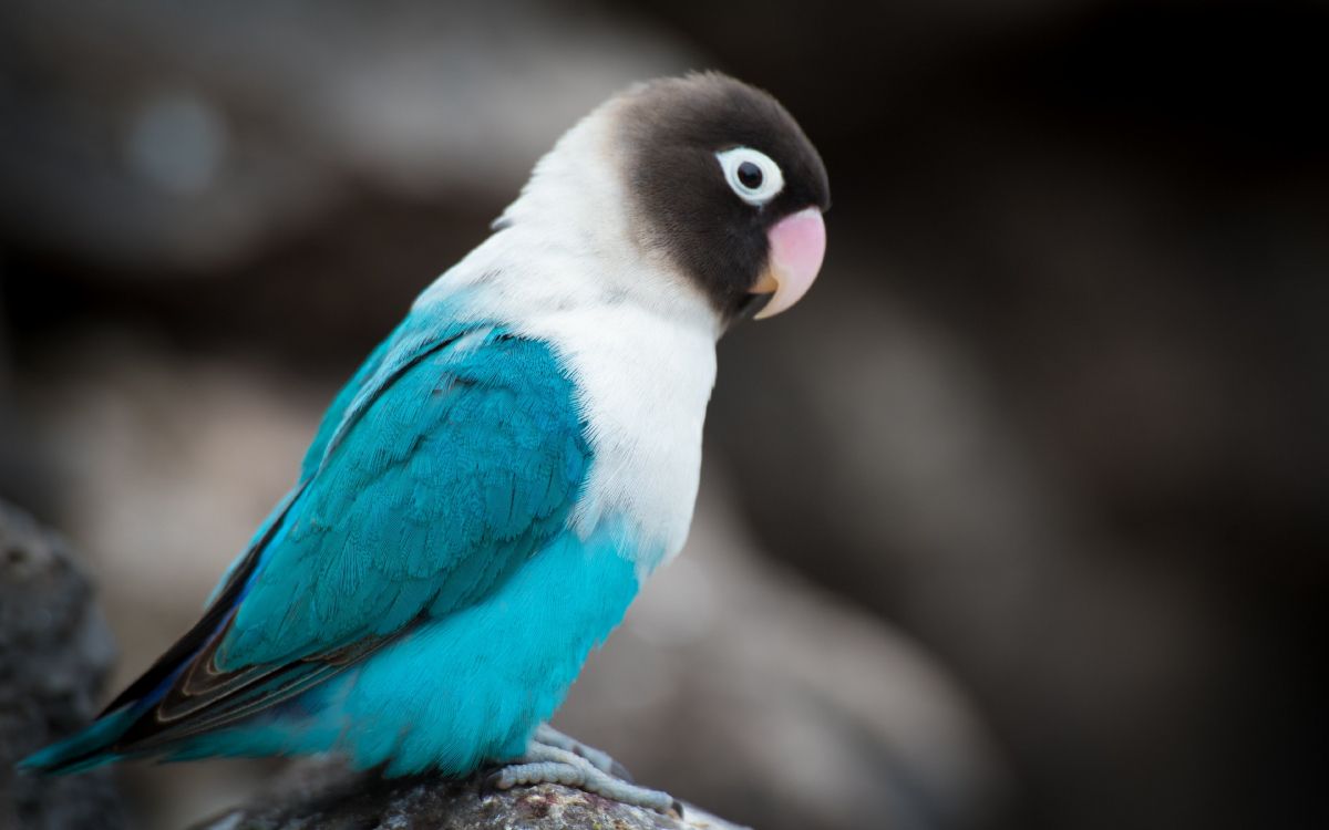 Blau-weißer Und Schwarzer Vogel Auf Braunem Ast. Wallpaper in 3840x2400 Resolution