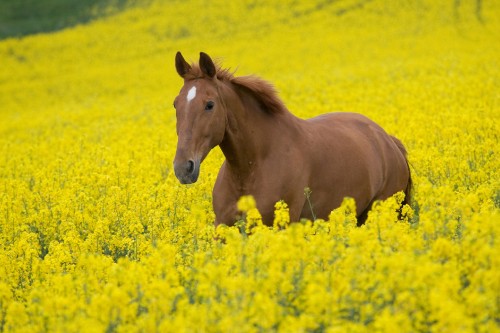 Image brown horse on yellow flower field during daytime