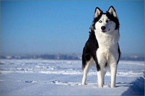 Image white and black siberian husky on snow covered ground during daytime