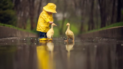 Image duck, water, bird, water resources, toy