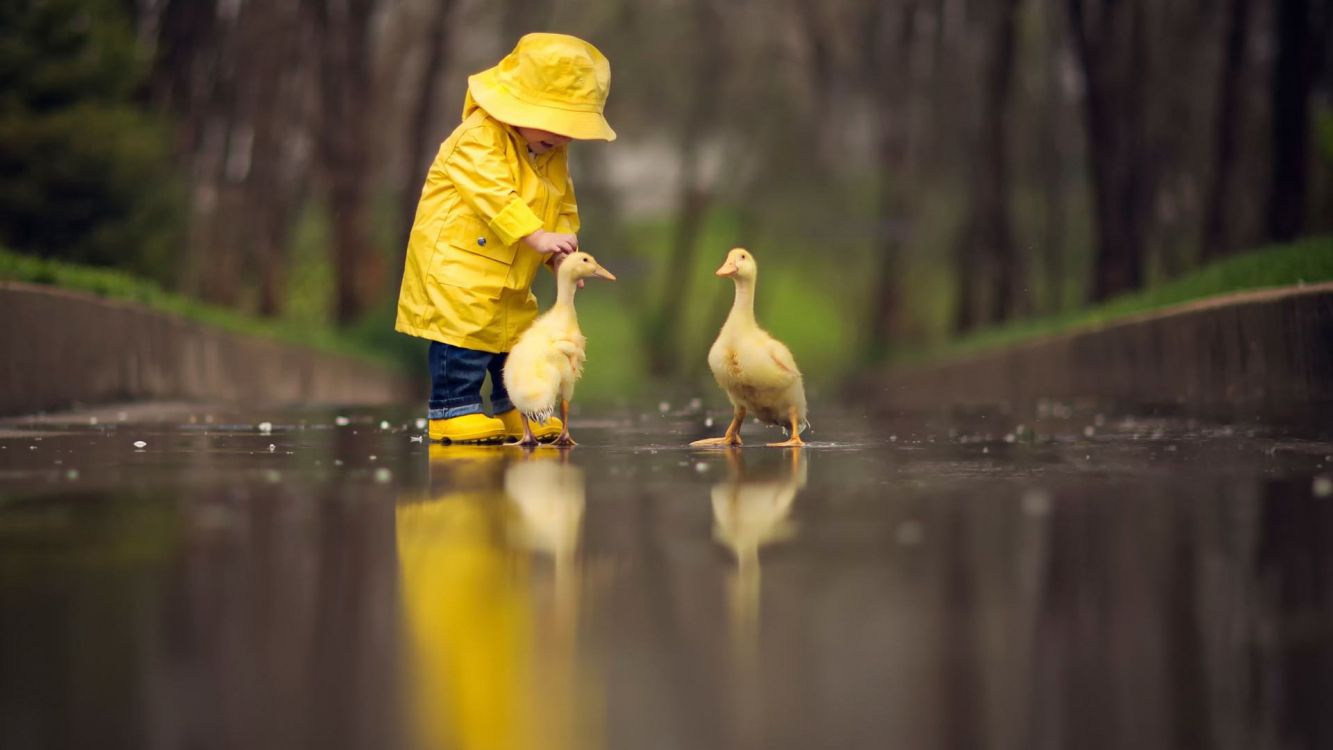 duck, water, bird, water resources, toy