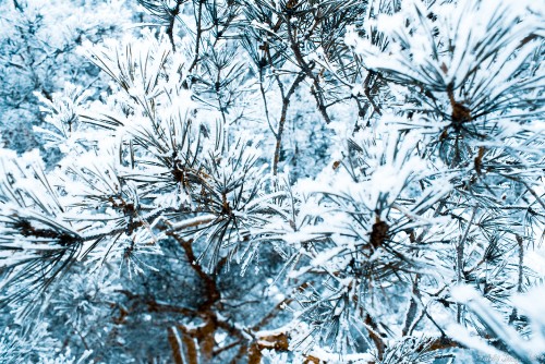 Image brown tree branch covered with snow