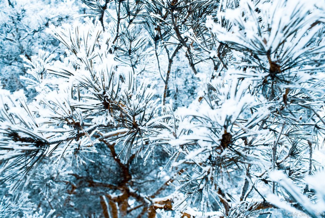 brown tree branch covered with snow