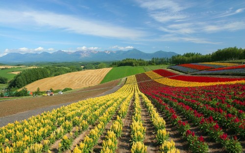 Image red yellow and green flower field during daytime