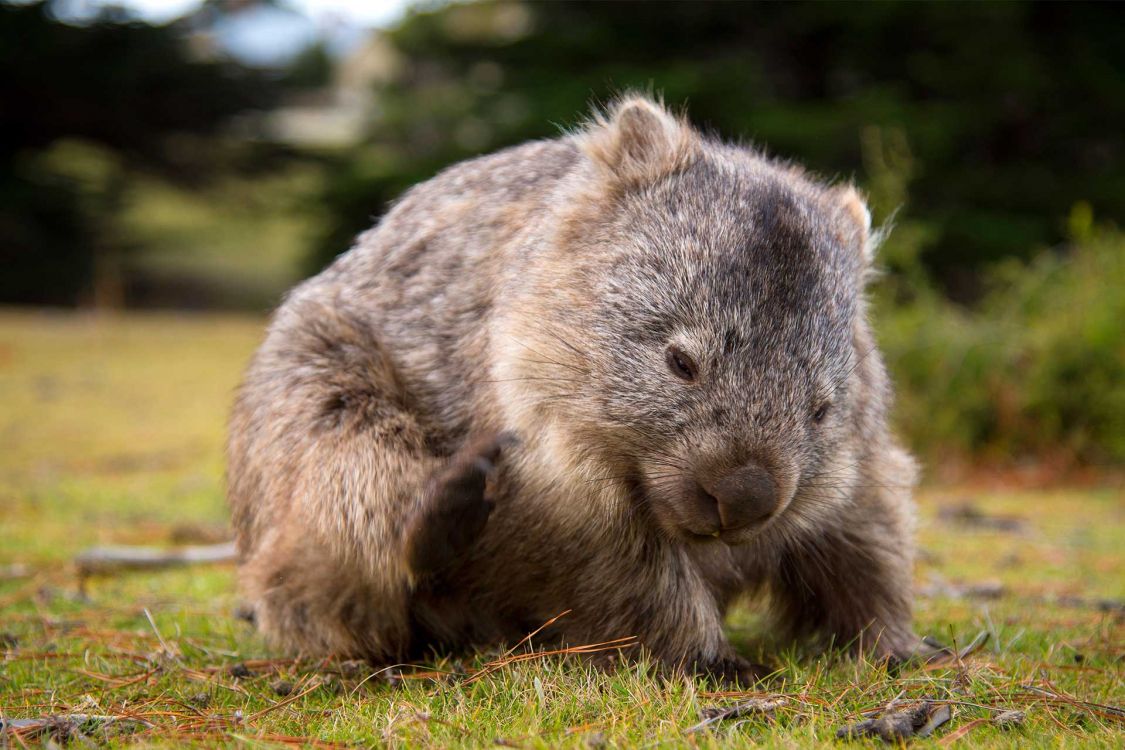 brown and gray animal on green grass during daytime