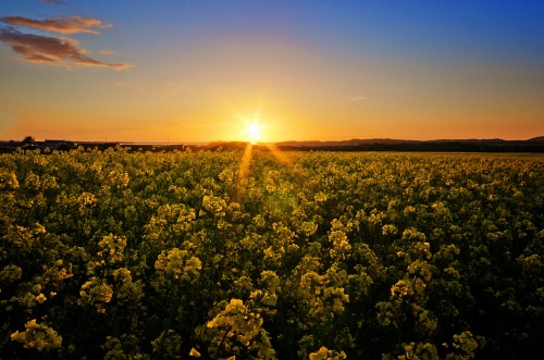 Image yellow flower field during sunset