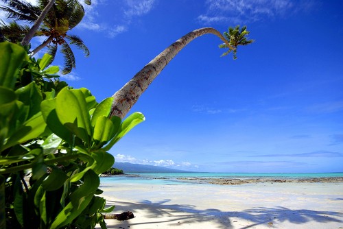 Image green banana tree on beach shore during daytime