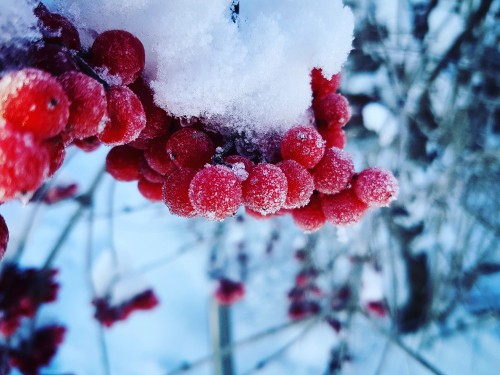 Image red round fruits covered with snow