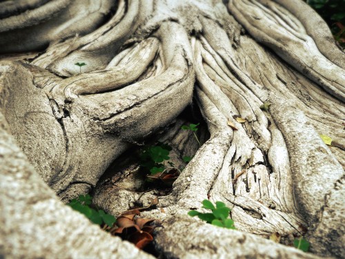 Image brown and gray wood log