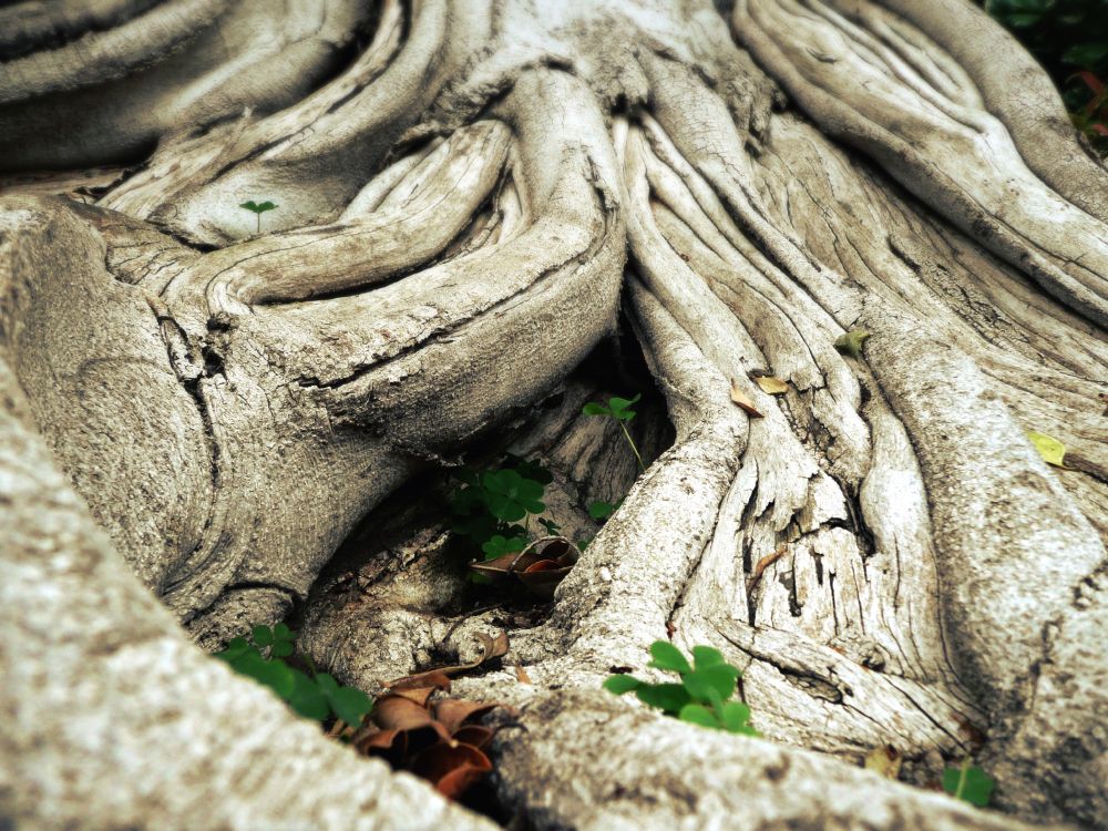 brown and gray wood log