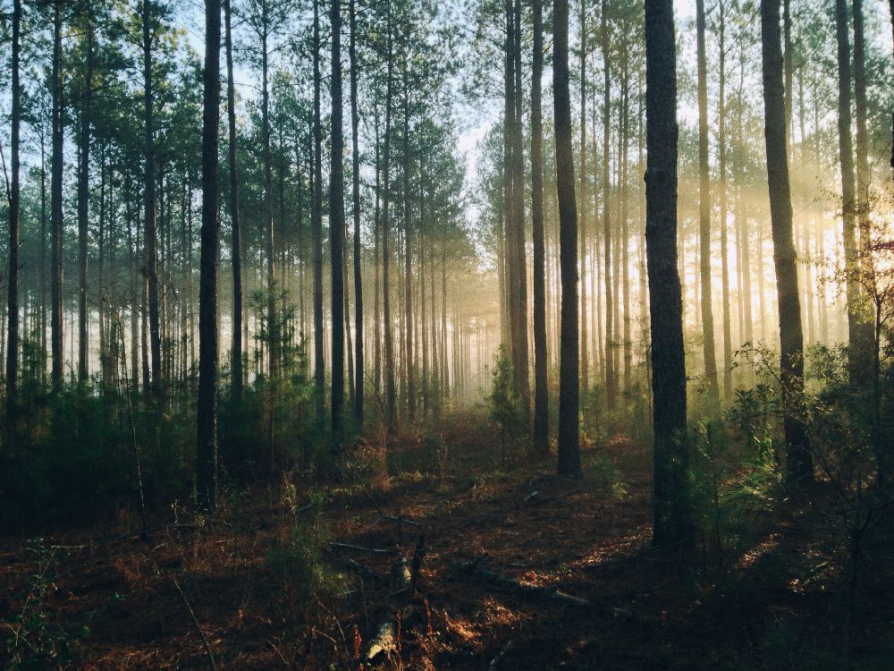 green trees on brown soil