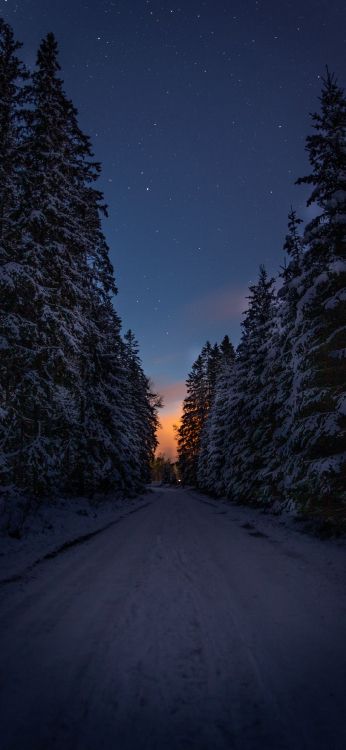 Korlei, un Éclat de Rois, Atmosphère, Nature, Feuille. Wallpaper in 1080x2340 Resolution