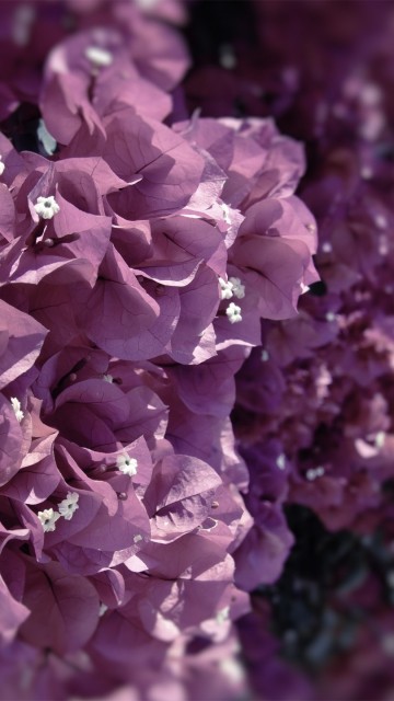 Image pink flowers in tilt shift lens