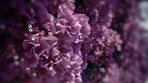 Image pink flowers in tilt shift lens