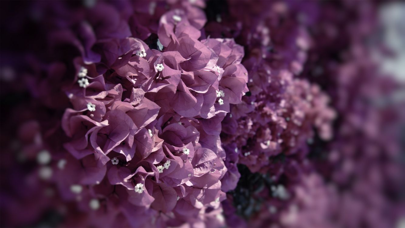 pink flowers in tilt shift lens