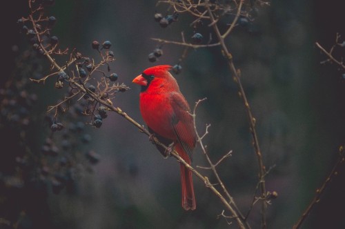 Image red cardinal bird perched on brown tree branch during daytime