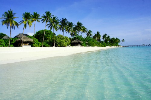 Image green palm trees on white sand beach during daytime