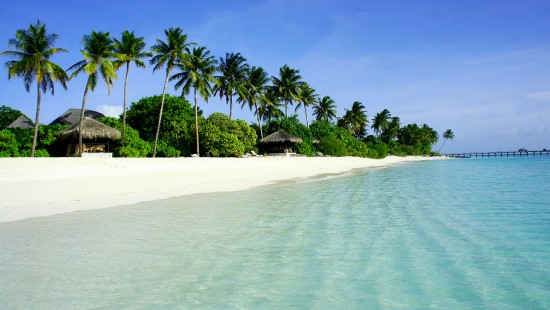 Image green palm trees on white sand beach during daytime