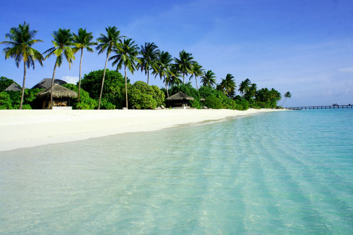 green palm trees on white sand beach during daytime