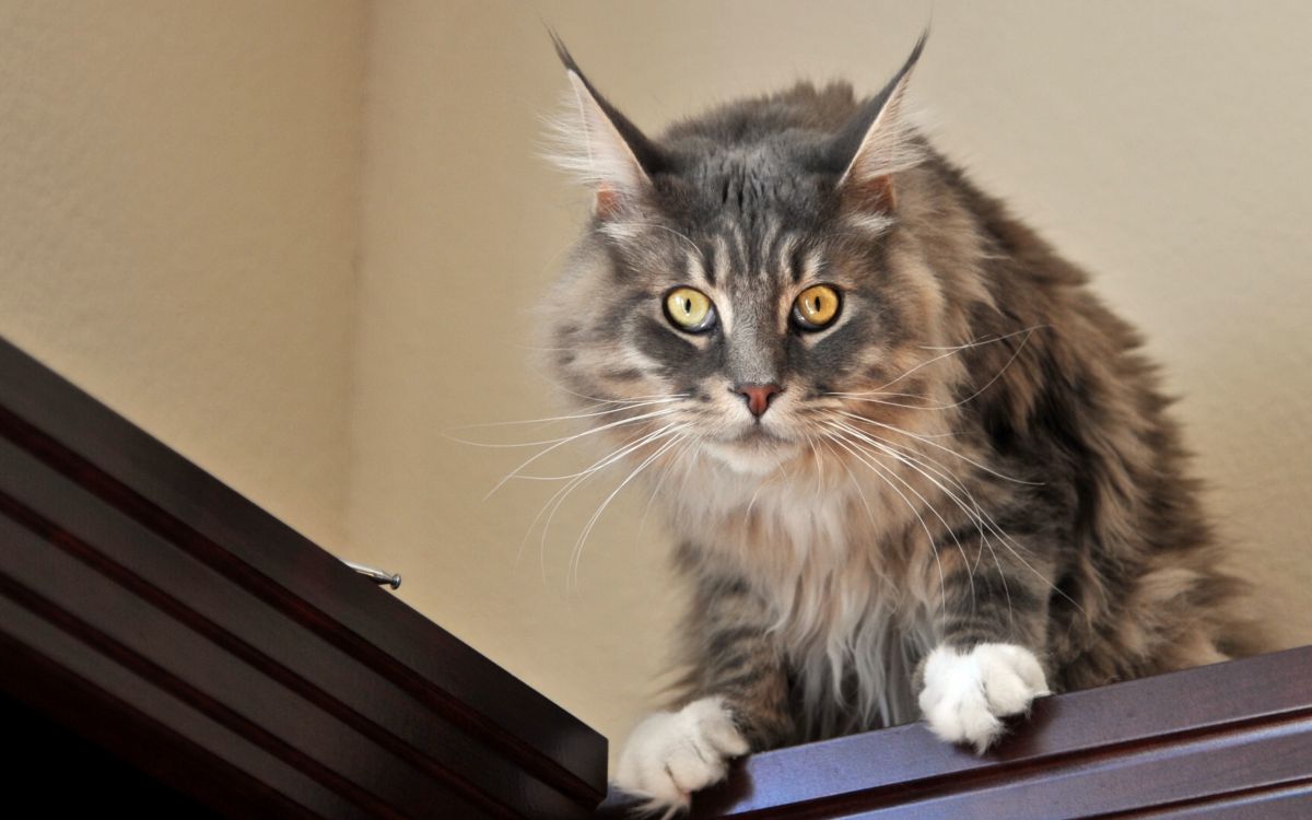 brown and black cat on white table