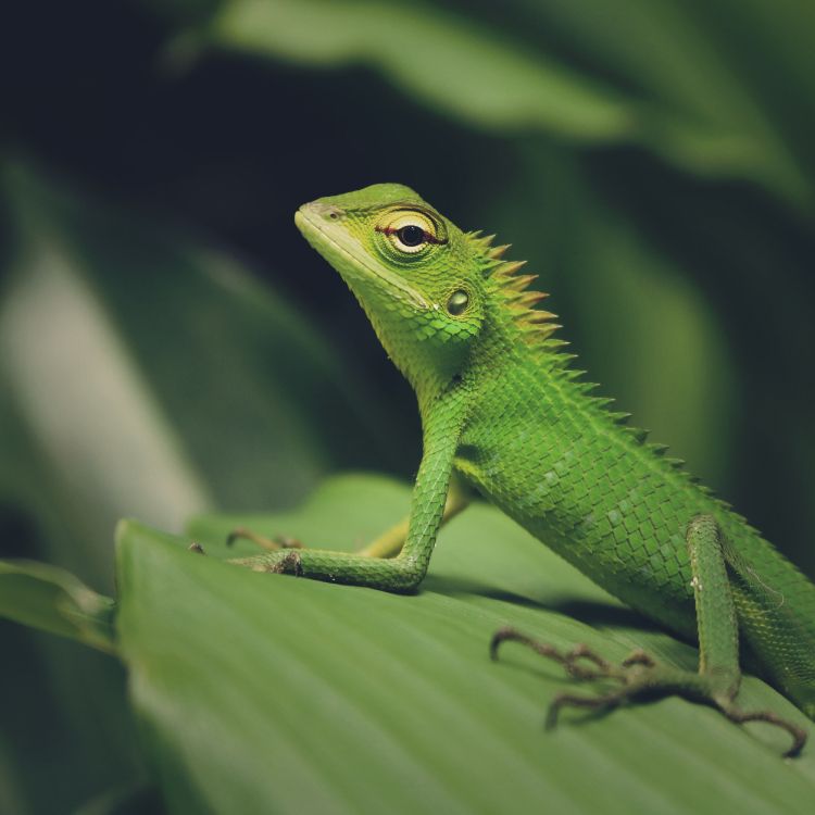 Lagarto Verde en Hoja Verde. Wallpaper in 4000x4000 Resolution