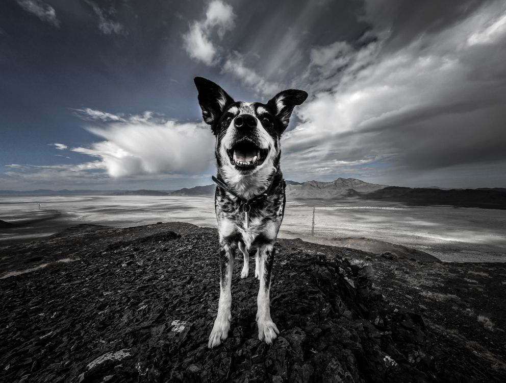 Black and White Dog on Brown Sand Under Blue Sky. Wallpaper in 2742x2072 Resolution