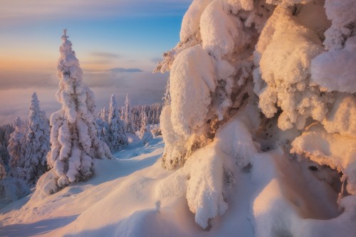 Image snow covered trees during daytime