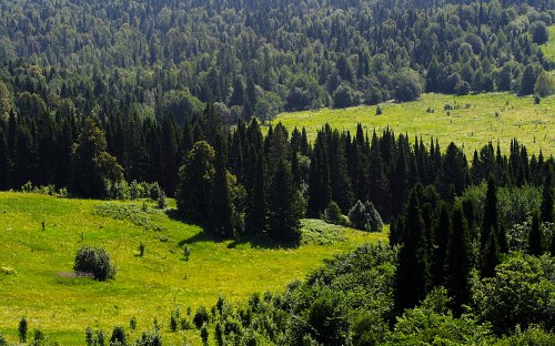 Image green pine trees on green grass field during daytime