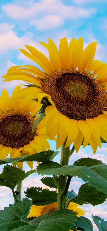 Lumière, Green, Environnement Naturel, Pétale, Botanique. Wallpaper in 1080x2340 Resolution