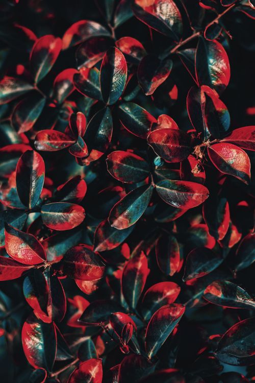 Gr, Blatt, Muster, Staude, Anthurium. Wallpaper in 3456x5184 Resolution