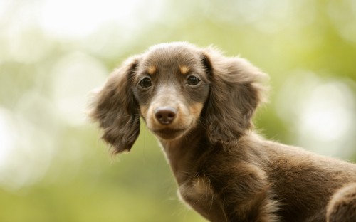 Image brown and black short coated dog on green grass field during daytime