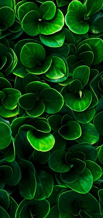 Agua, la Comunidad Vegetal, Entorno Natural, la Botánica, la Vegetación. Wallpaper in 1420x3000 Resolution