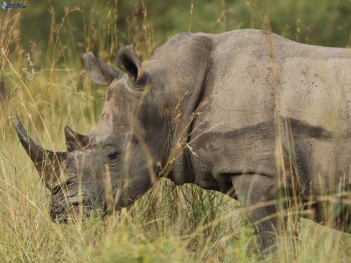 Image grey rhinoceros on green grass during daytime