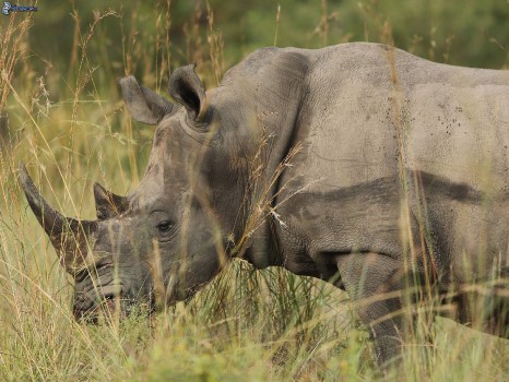 Wallpaper Grey Rhinoceros on Green Grass During Daytime, Background ...