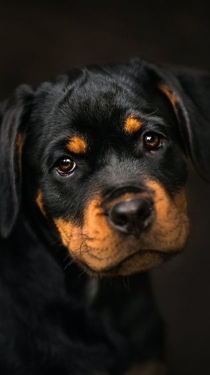 Chiot Rottweiler, Rottweiler, Teckel, Chiot, West Highland White Terrier. Wallpaper in 1080x1920 Resolution