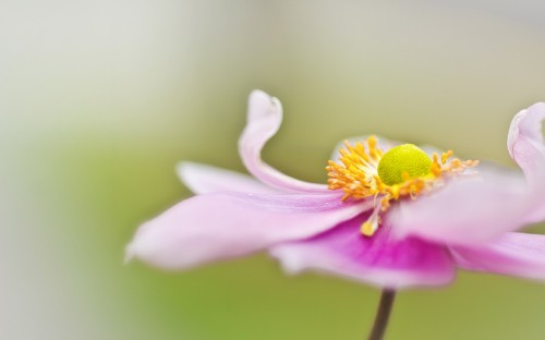 Image purple crocus in bloom during daytime