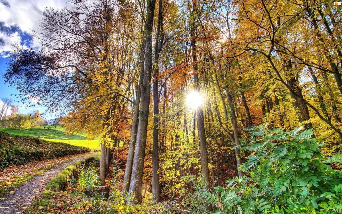 Braune Bäume Auf Grünem Grasfeld Tagsüber. Wallpaper in 2560x1600 Resolution