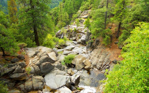 Image green trees and rocky river during daytime