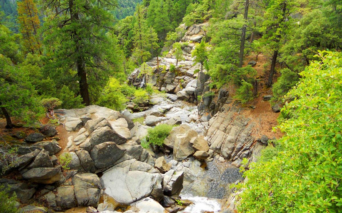 green trees and rocky river during daytime