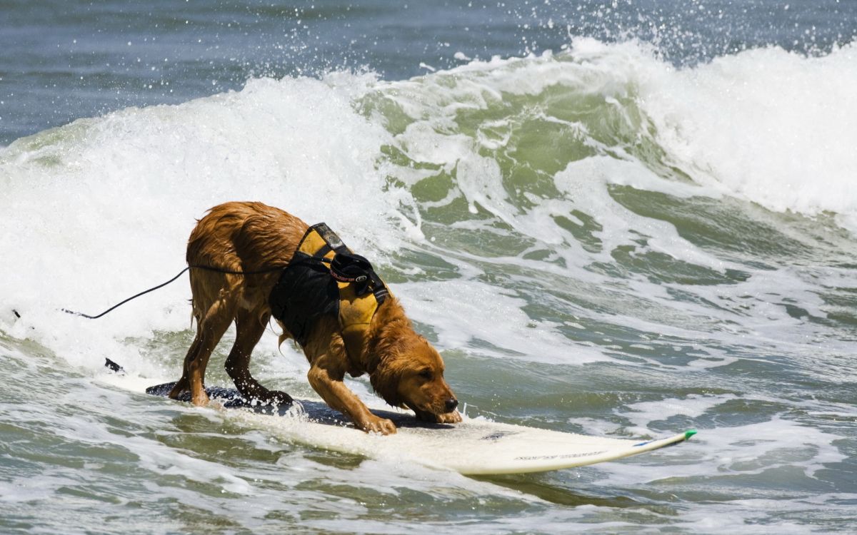 Perro de Pelo Corto Marrón Corriendo Sobre el Agua Durante el Día. Wallpaper in 2560x1600 Resolution