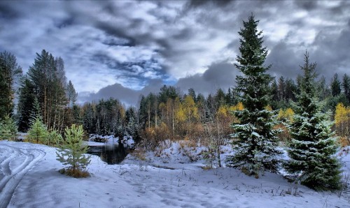 Image green pine trees on snow covered ground under gray cloudy sky