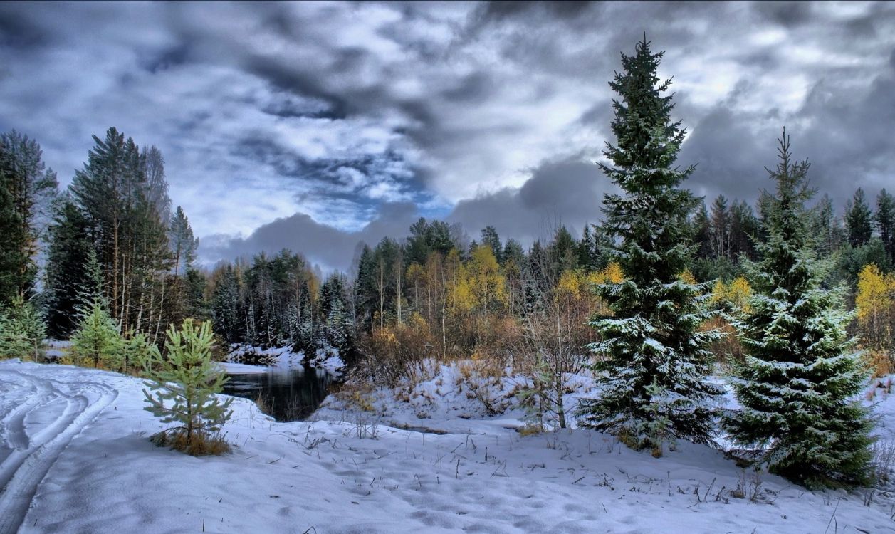 green pine trees on snow covered ground under gray cloudy sky