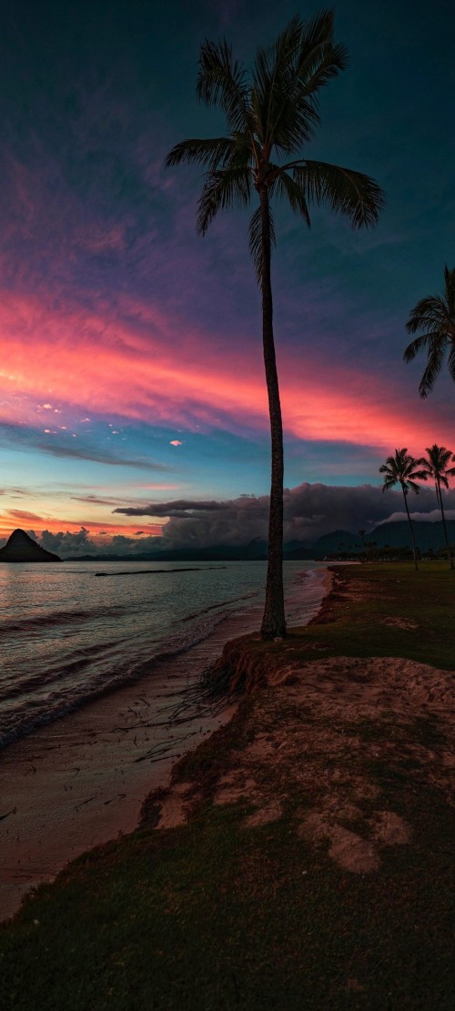 Image loka deep, palm trees, water, cloud, atmosphere