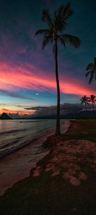 loka deep, palm trees, water, cloud, atmosphere