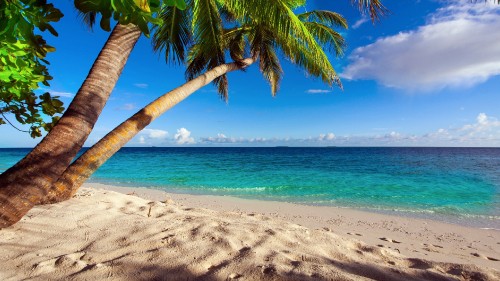 Image palm tree on beach shore during daytime