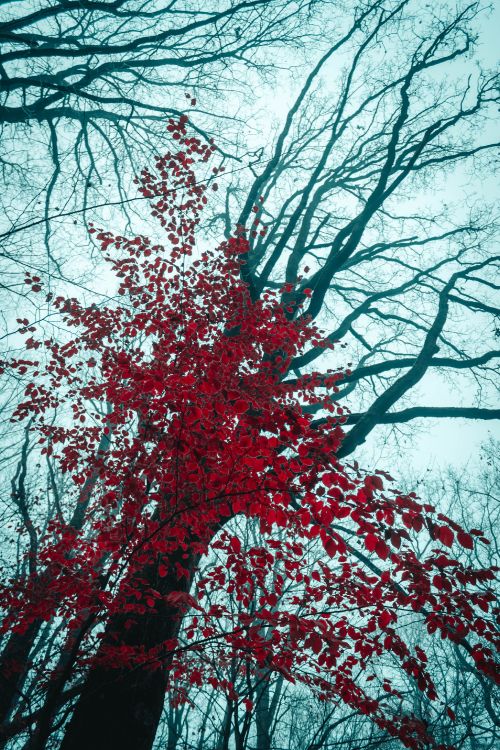 Mélèze, Plantes Ligneuses, Hiver, Nature, Red. Wallpaper in 3456x5184 Resolution