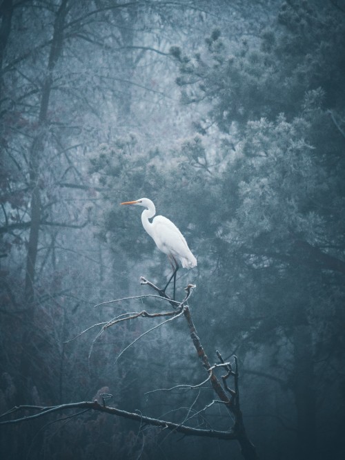 Image white bird on tree branch