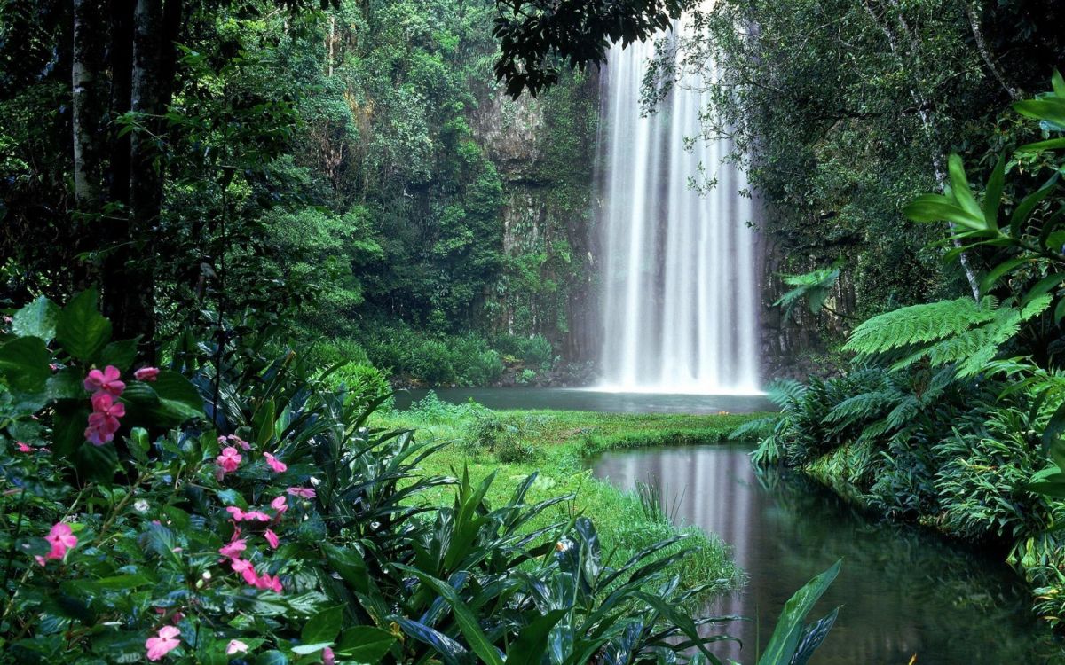 Millaa Millaa Falls, Waterfall, Natural Landscape, Body of Water, Nature. Wallpaper in 1920x1200 Resolution