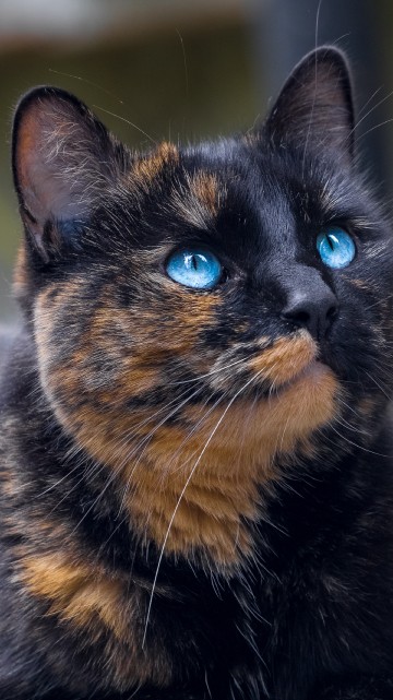 Image black and brown cat in close up photography